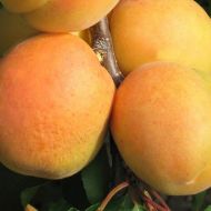 Саджанець Абрикос Сандроп в контейнері